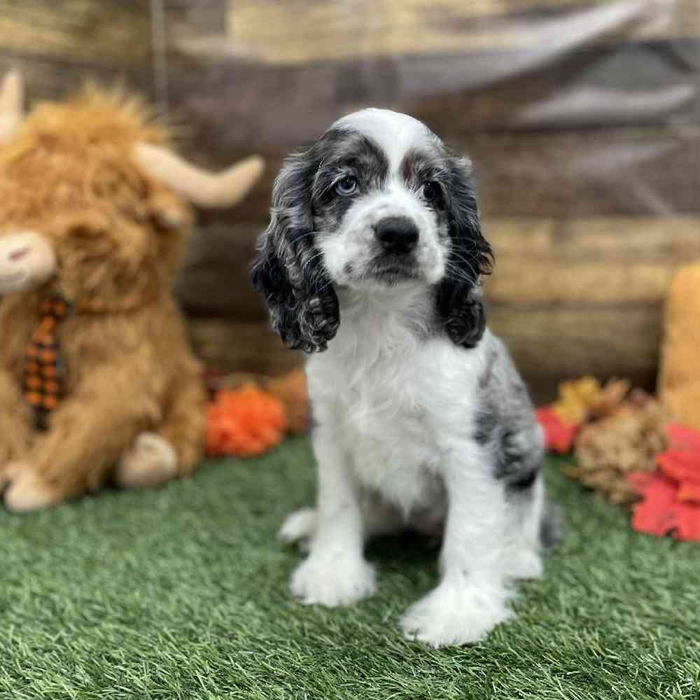 Female Cocker Spaniel Puppy for Sale in Braintree, MA