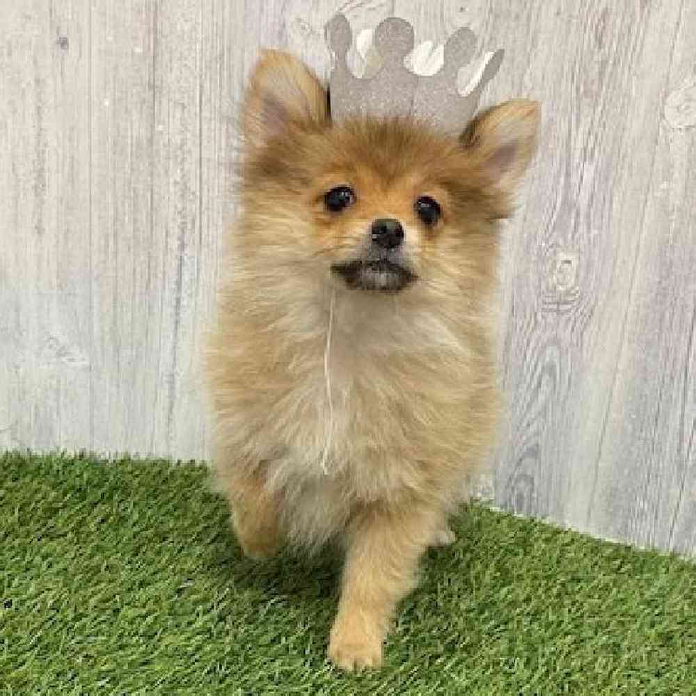 Female Pomeranian Puppy for Sale in Braintree, MA