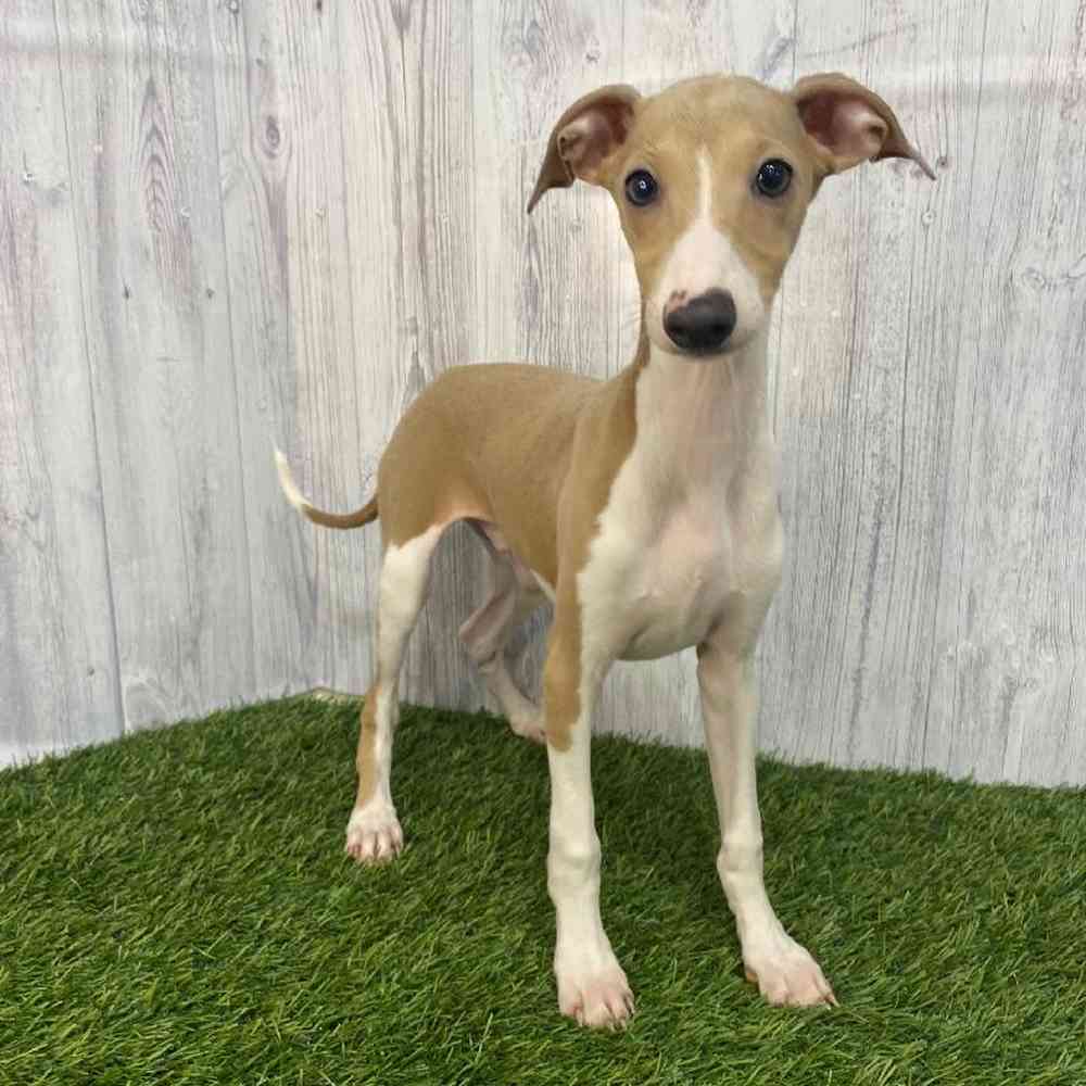 Male Italian Greyhound Puppy for Sale in Saugus, MA