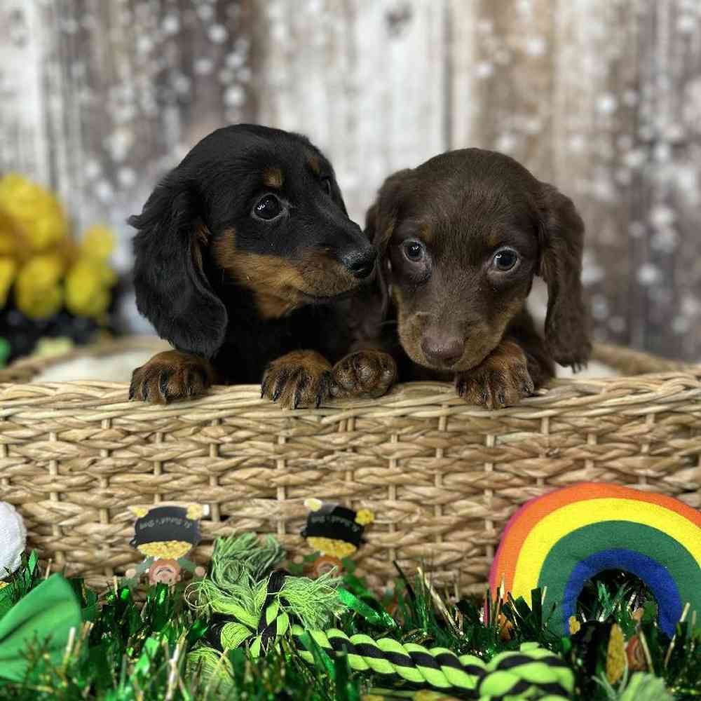 Male Dachshund Puppy for Sale in Saugus, MA