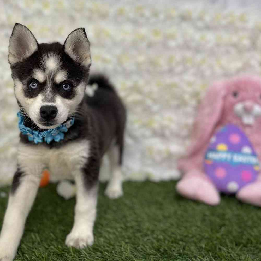 Female Alaskan Klee Kai Puppy for Sale in Braintree, MA