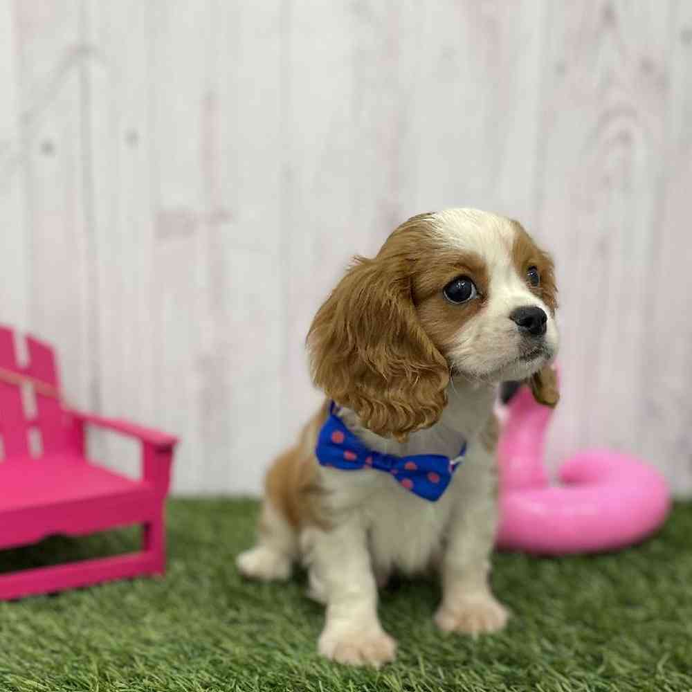 Male Cavalier King Charles Spaniel Puppy for Sale in Braintree, MA