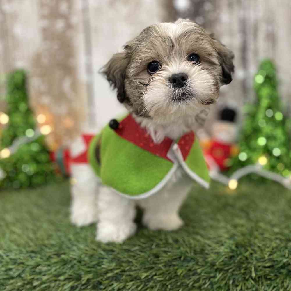 Male Teddy Bear (Zuchon) Puppy for Sale in Braintree, MA