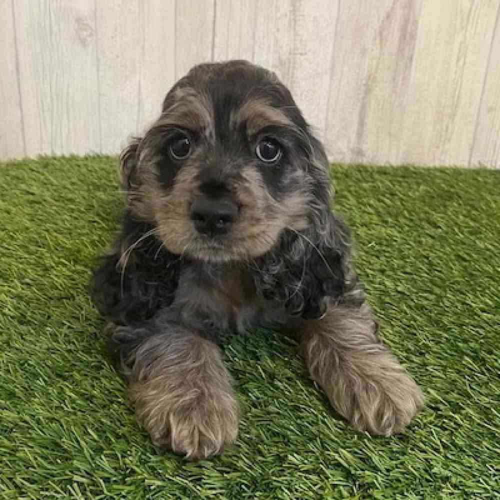Female Cocker Spaniel Puppy for sale