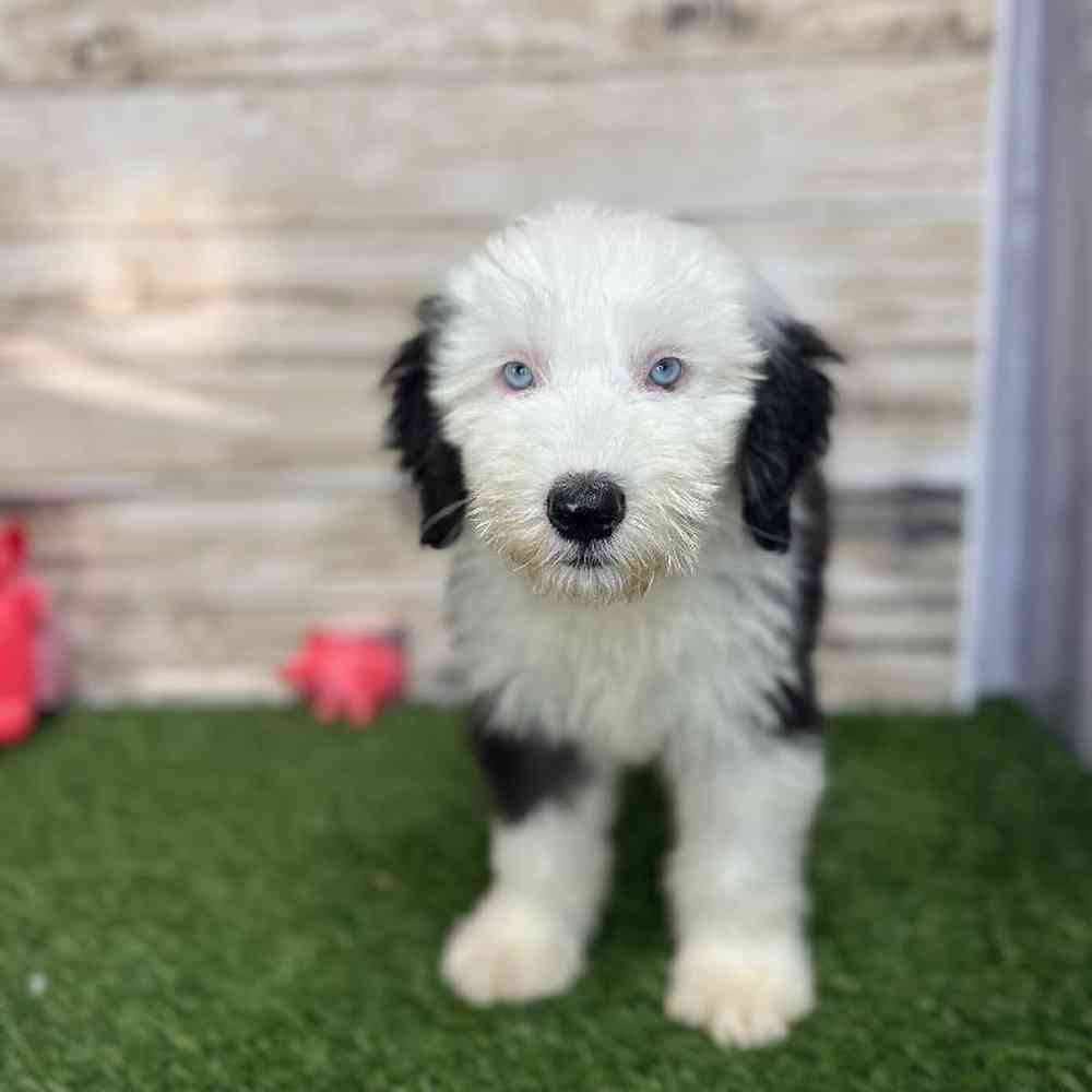 Male Old English Sheepdog Puppy for Sale in Saugus, MA