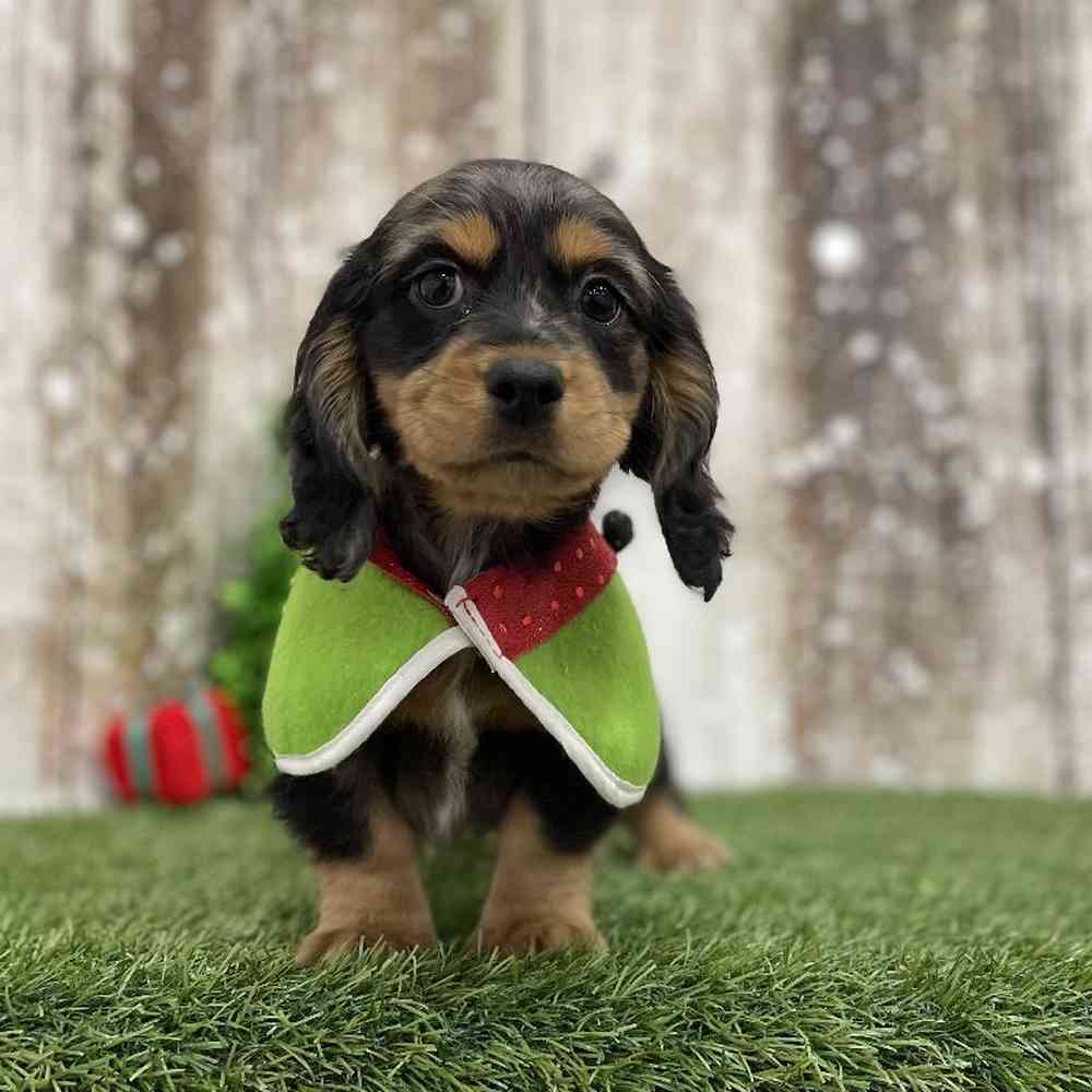 Female Docker Puppy for Sale in Braintree, MA