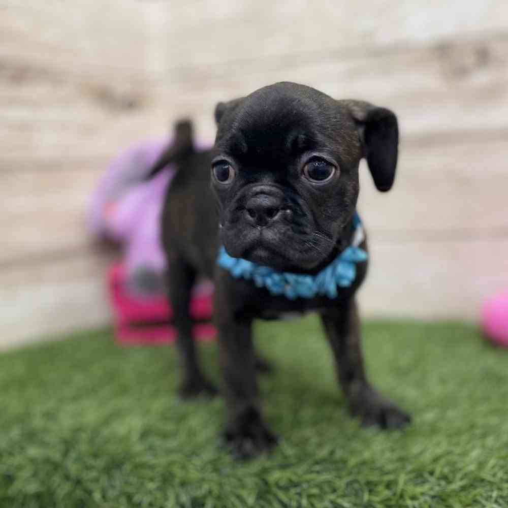 Female Bugg Puppy for Sale in Braintree, MA