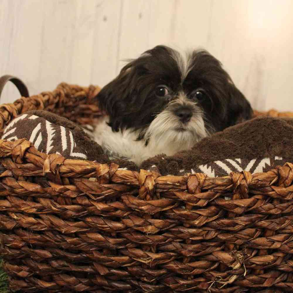 Female Shih-Poo Puppy for Sale in Saugus, MA