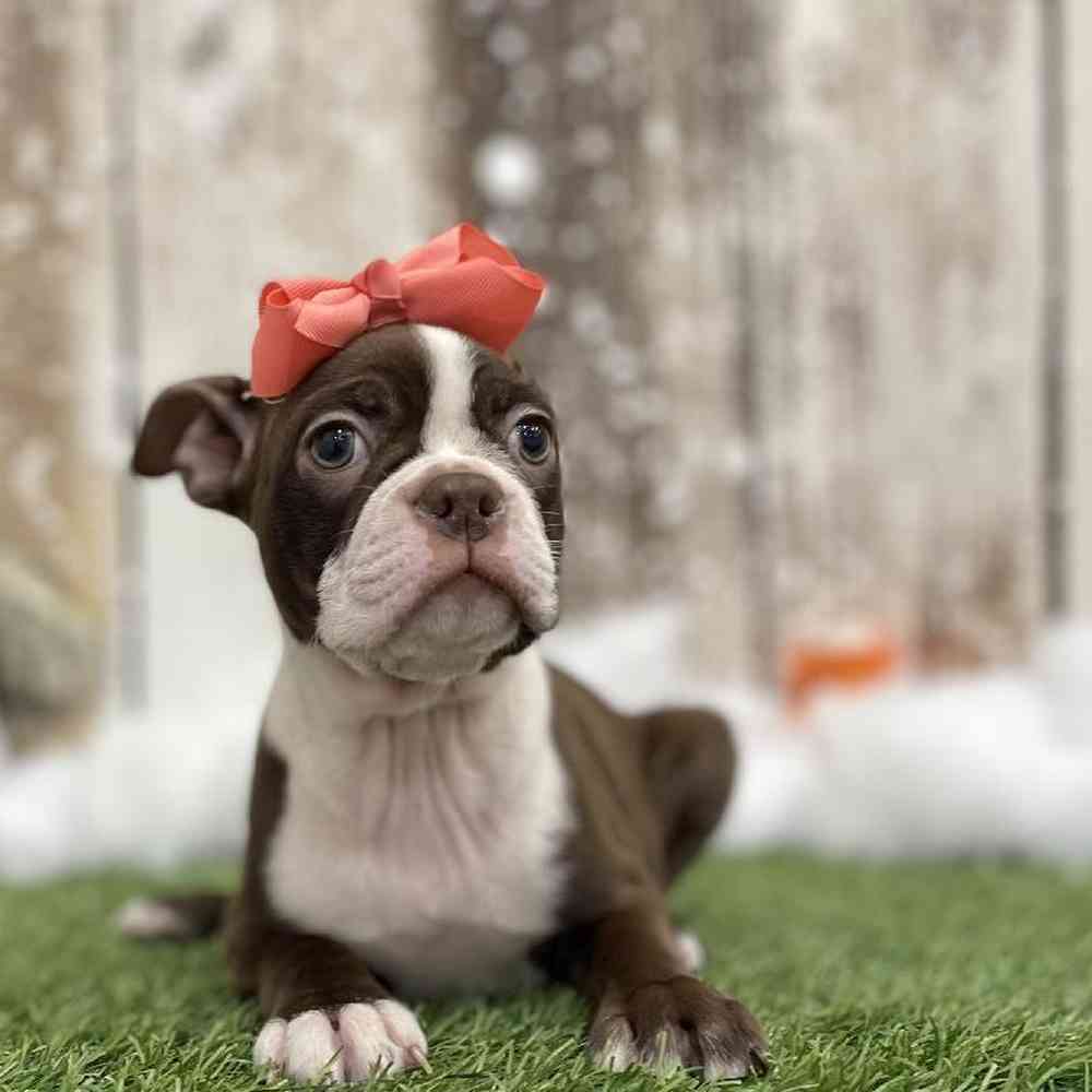 Female Boston Terrier Puppy for Sale in Braintree, MA