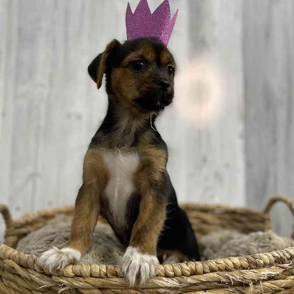 Female Yorkinese Puppy for sale