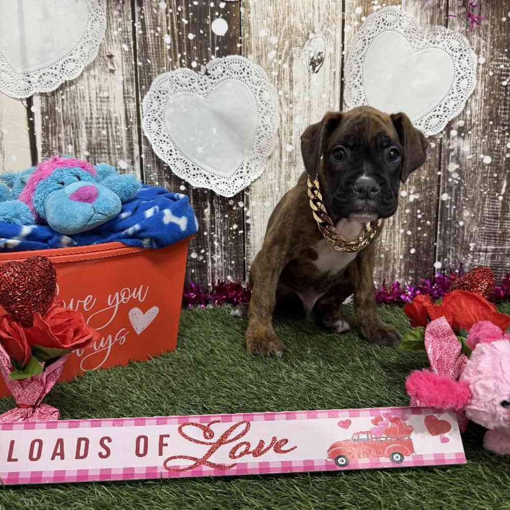 Male Boxer Puppy for Sale in Saugus, MA