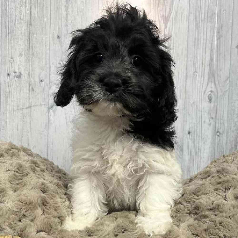 Female CockaChon Puppy for sale