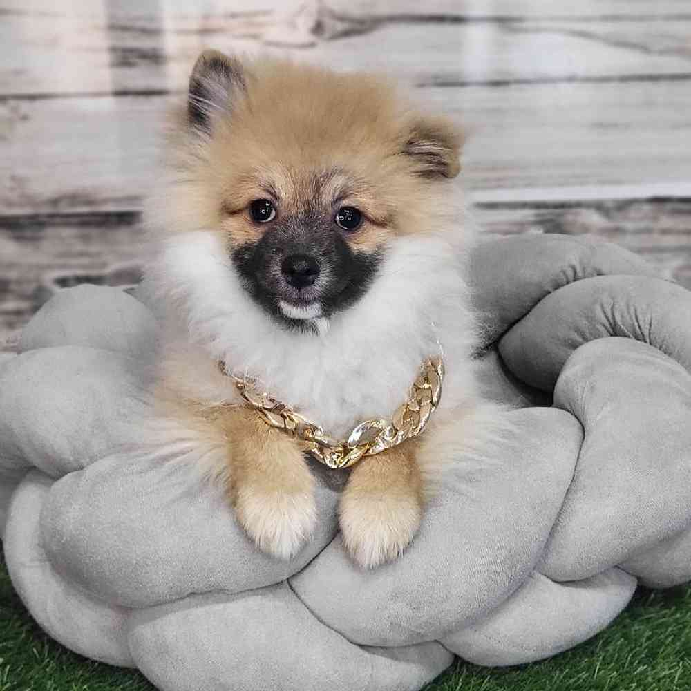 Male Pomeranian Puppy for Sale in Saugus, MA