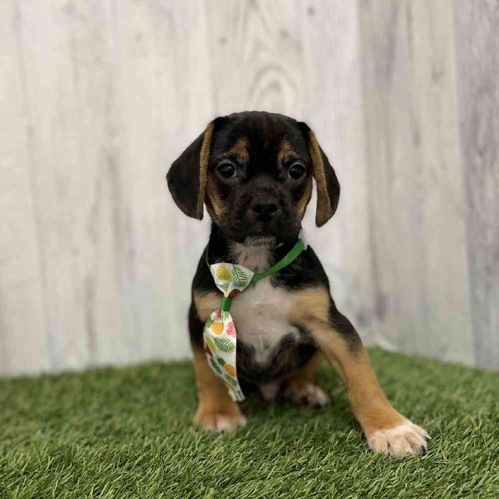 Male Puggle Puppy for Sale in Braintree, MA