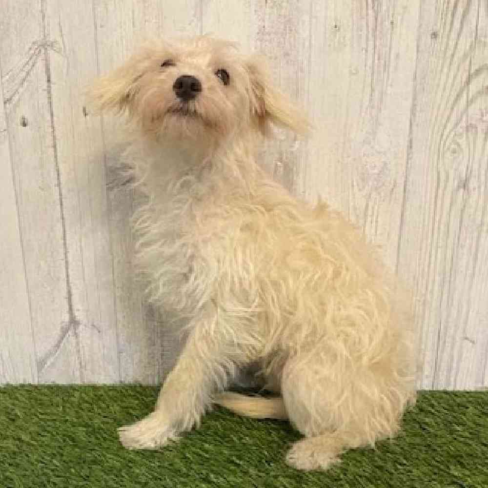 Male Schnoodle Puppy for sale
