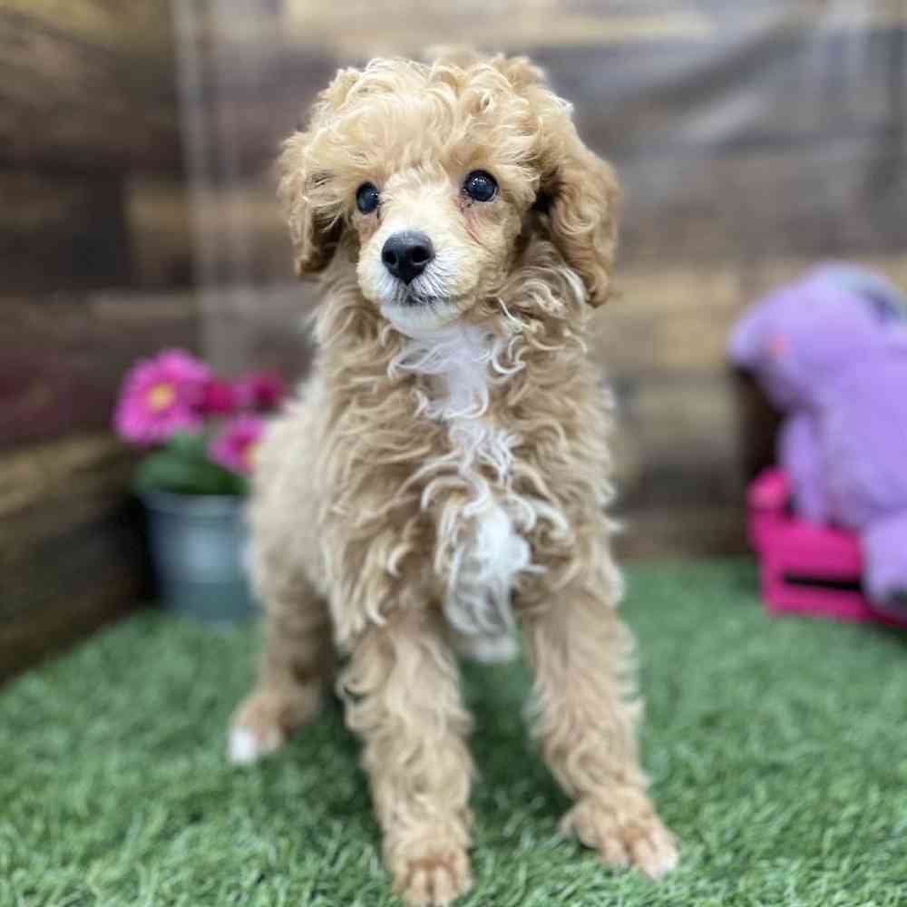 Male Poodle Toy Puppy for Sale in Braintree, MA