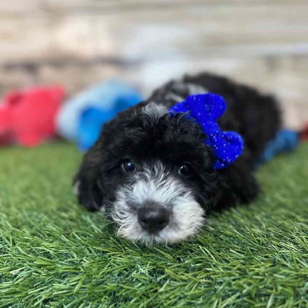 Female Mini Sheepadoodle 2nd Gen Puppy for Sale in Saugus, MA