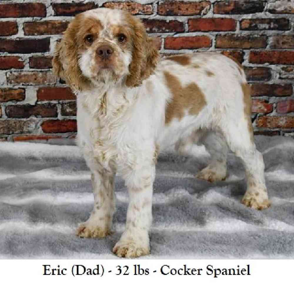 Female Golden Cocker Retriever Puppy for Sale in Saugus, MA