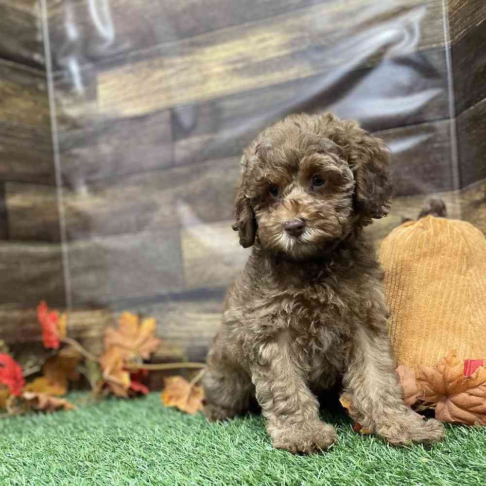 Male Cockapoo 2nd Gen Puppy for Sale in Braintree, MA