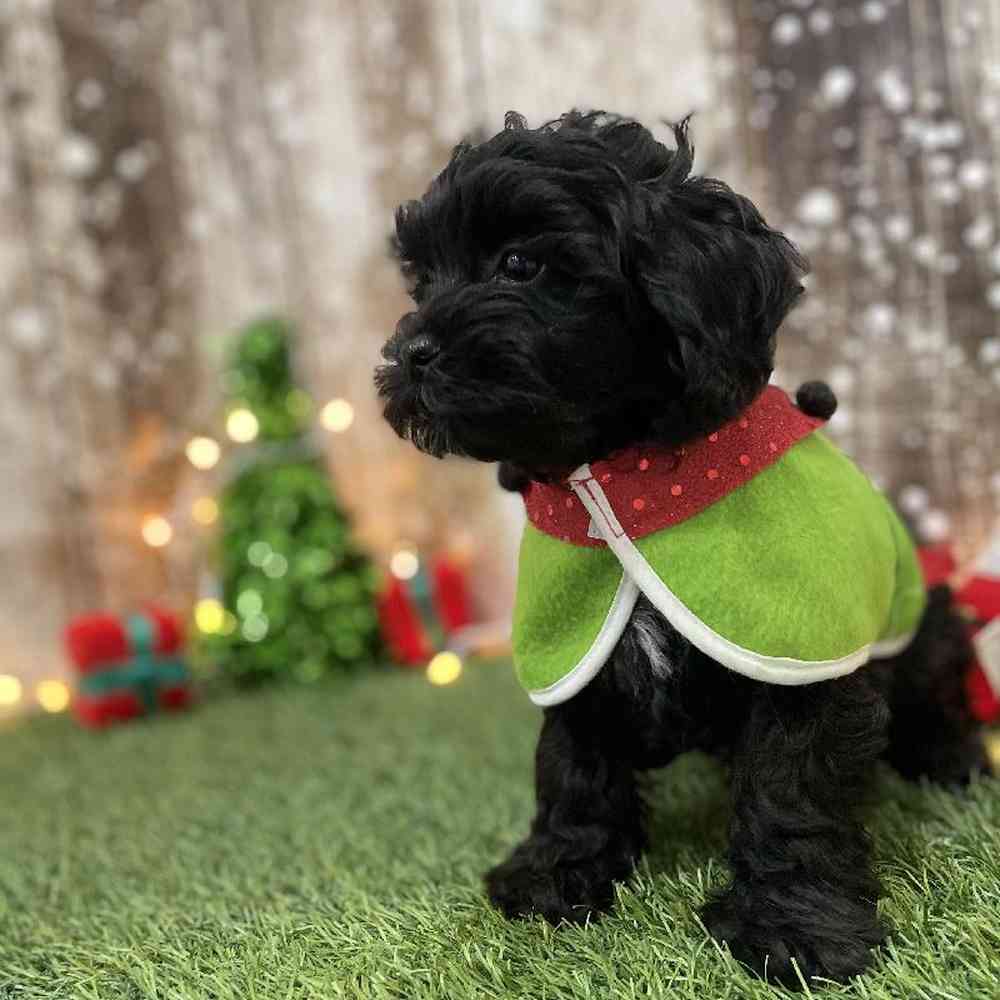 Male Shih-Poo Puppy for Sale in Braintree, MA