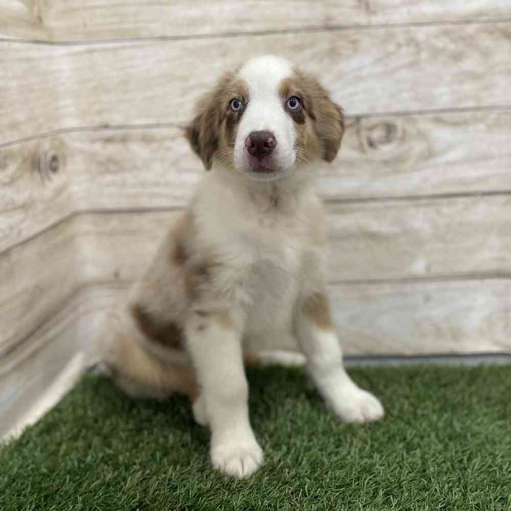Male Miniature Australian Shepherd Puppy for Sale in Braintree, MA