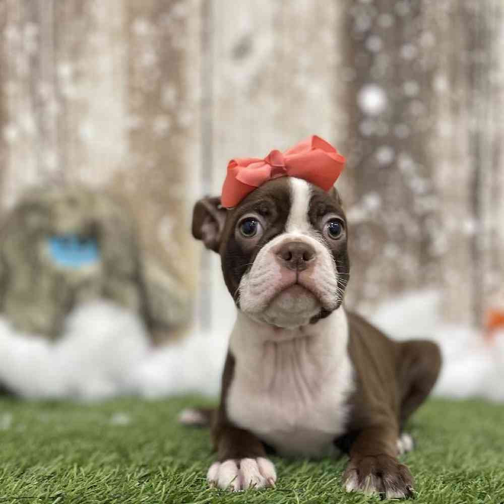 Female Boston Terrier Puppy for Sale in Braintree, MA