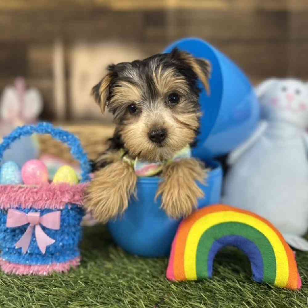 Male Yorkshire Terrier Puppy for Sale in Saugus, MA