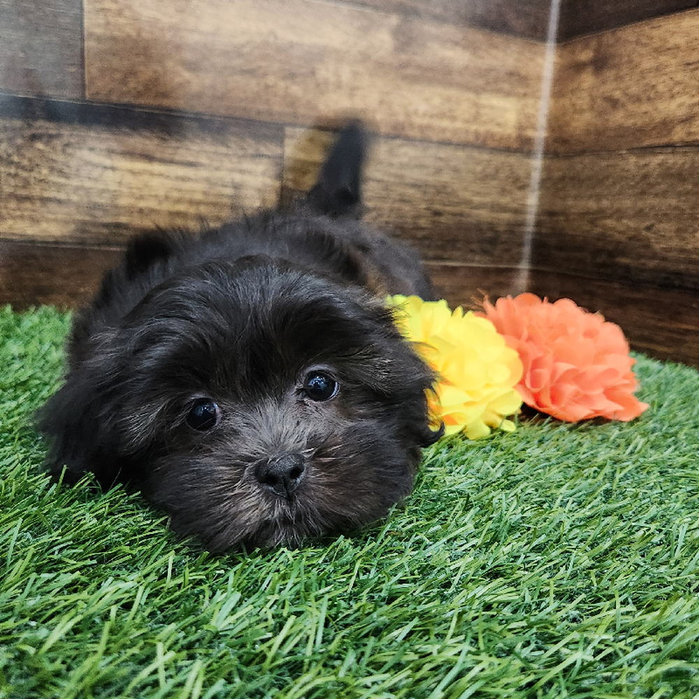 Female Malshi Puppy for Sale in Braintree, MA