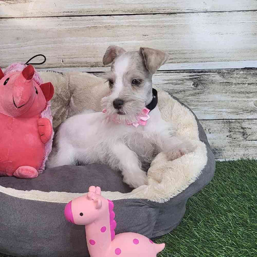 Female Miniature Schnauzer Puppy for Sale in Saugus, MA