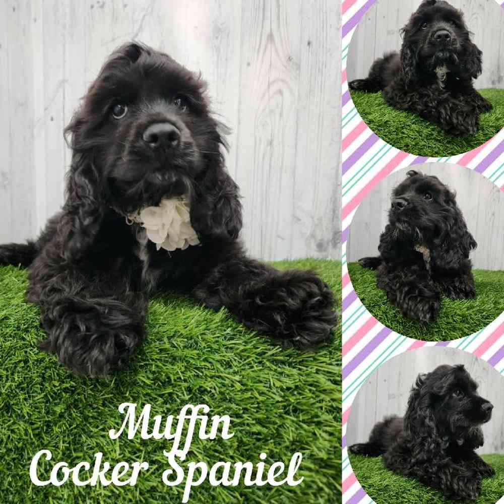 Female Cocker Spaniel Puppy for Sale in Braintree, MA