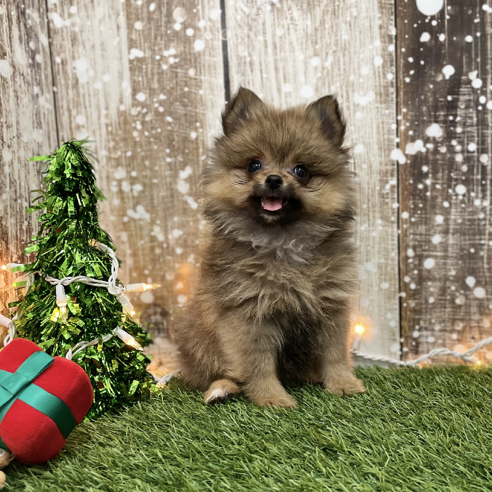 Female Pomeranian Puppy for Sale in Braintree, MA