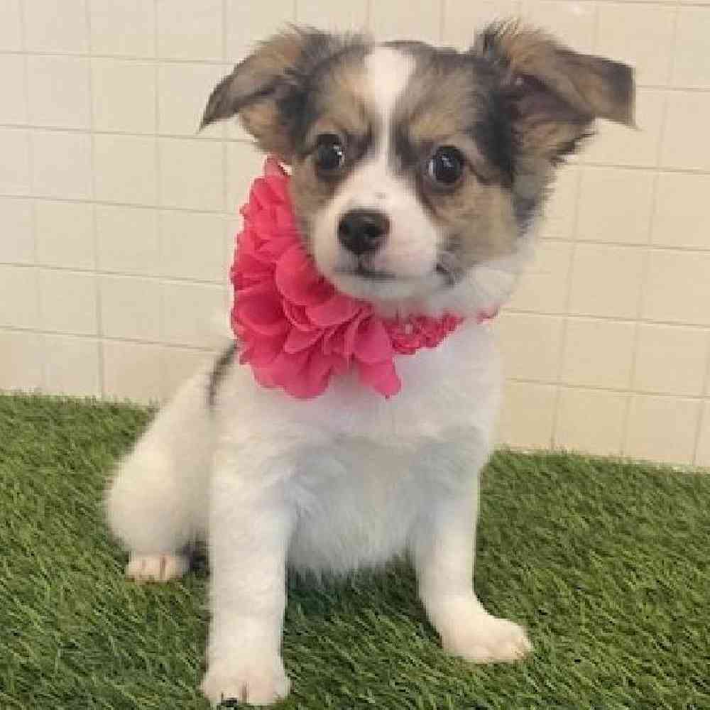 Female Coton De Tulear Puppy for sale
