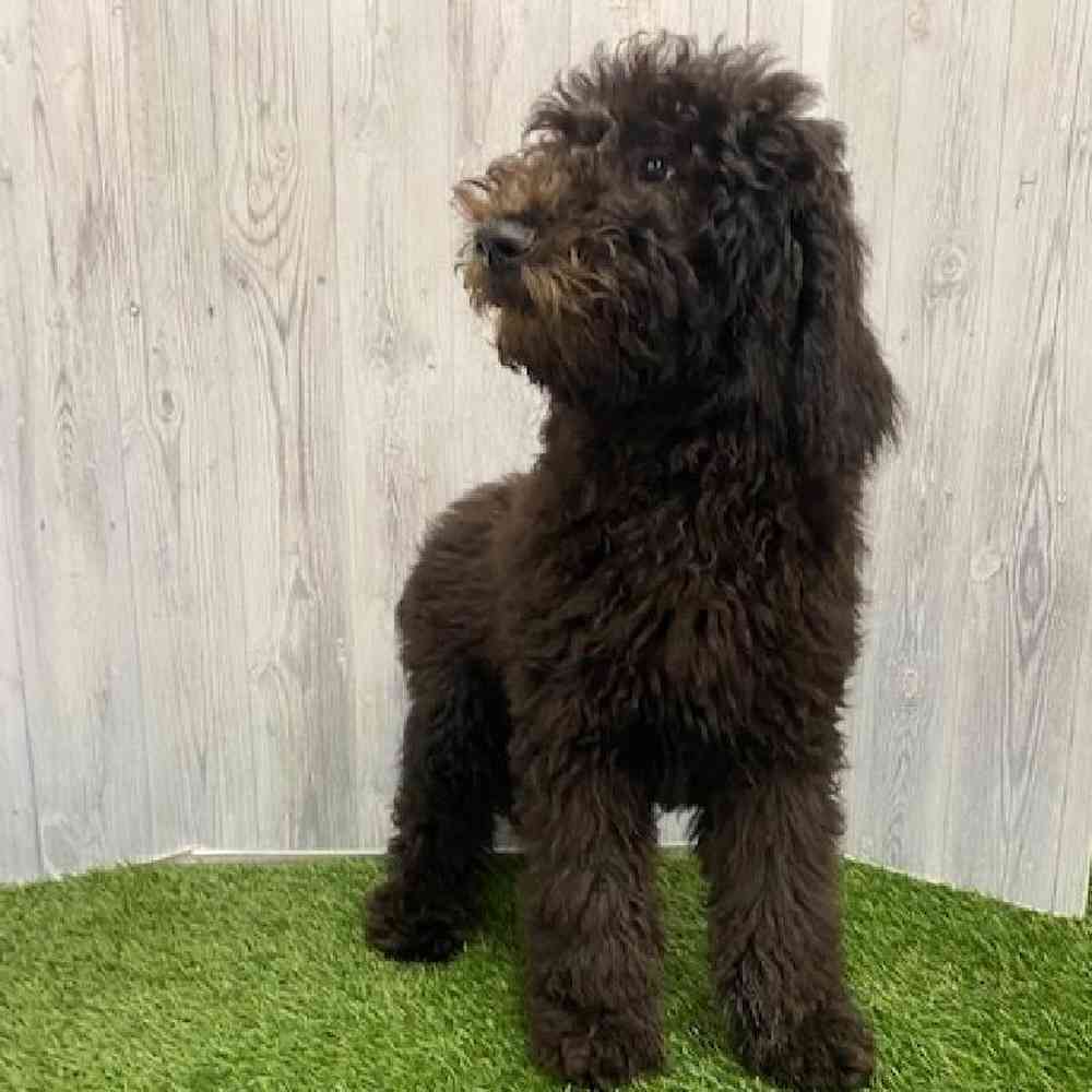 Male Poodle Moyen (Medium) Puppy for Sale in Braintree, MA