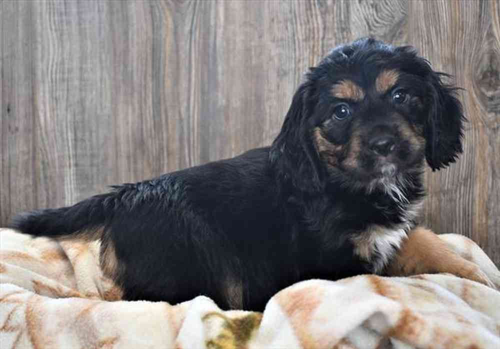 Cotralian (Mini Aussie/Cocker Spaniel) For Sale Pet Express Braintree