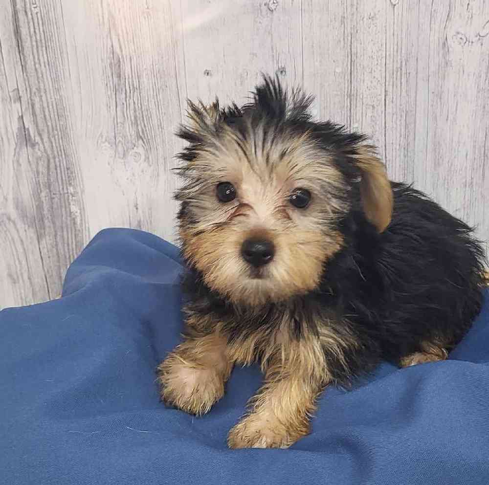 Male Yorkshire Terrier Puppy for Sale in Saugus, MA