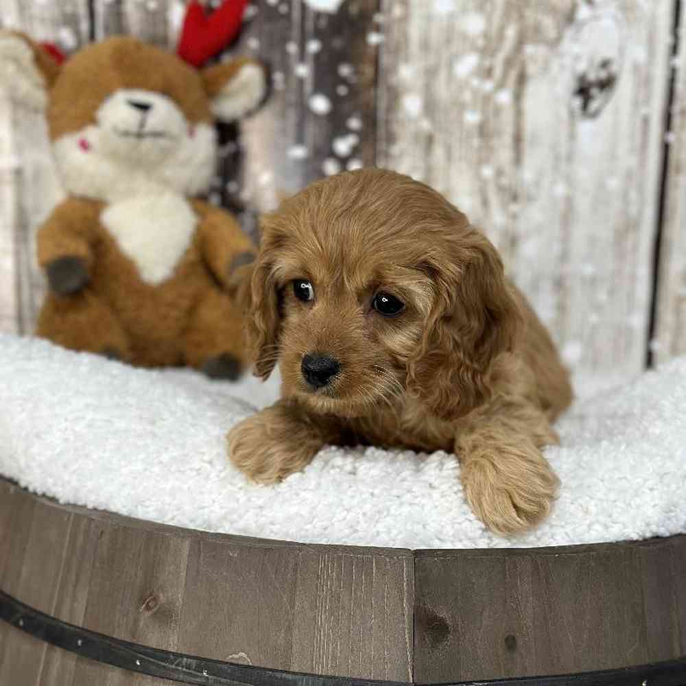 Male Cavapoo Puppy for Sale in Saugus, MA
