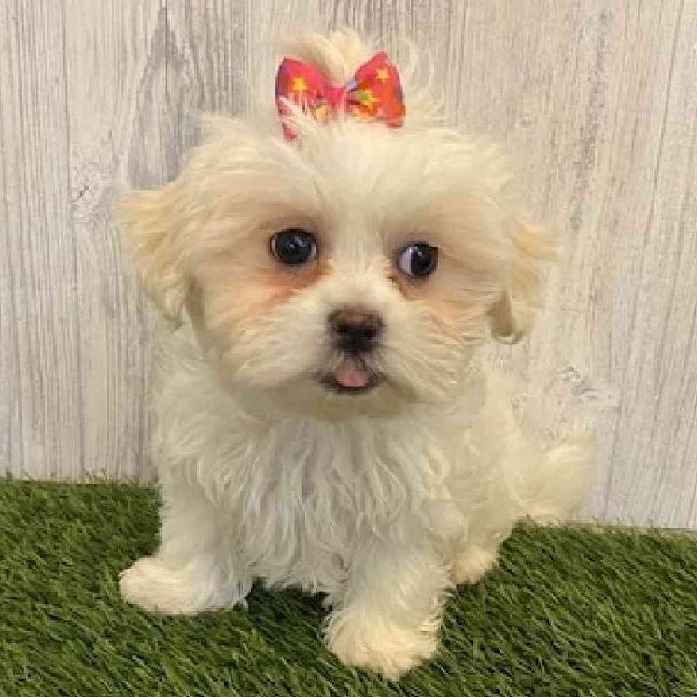 Female Malshi Puppy for sale