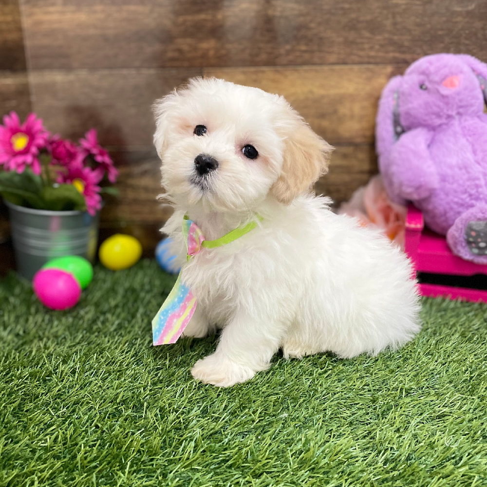 Male Malti-Poo Puppy for Sale in Braintree, MA