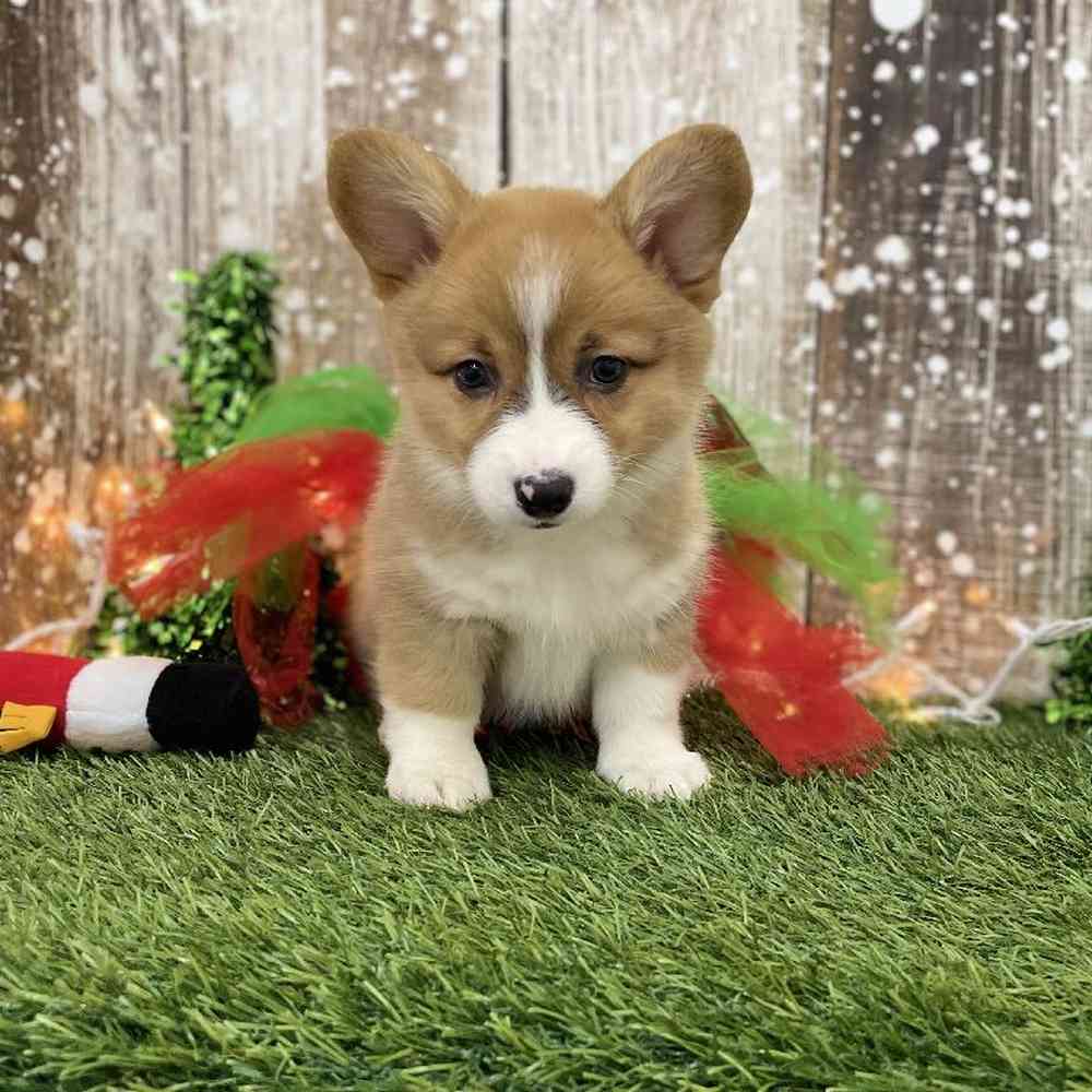 Female Pembroke Welsh Corgi Puppy for Sale in Braintree, MA