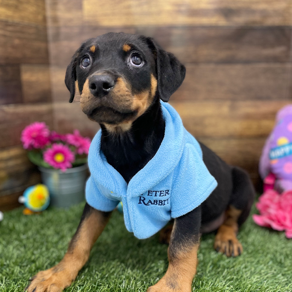 Male Rottweiler Puppy for Sale in Braintree, MA