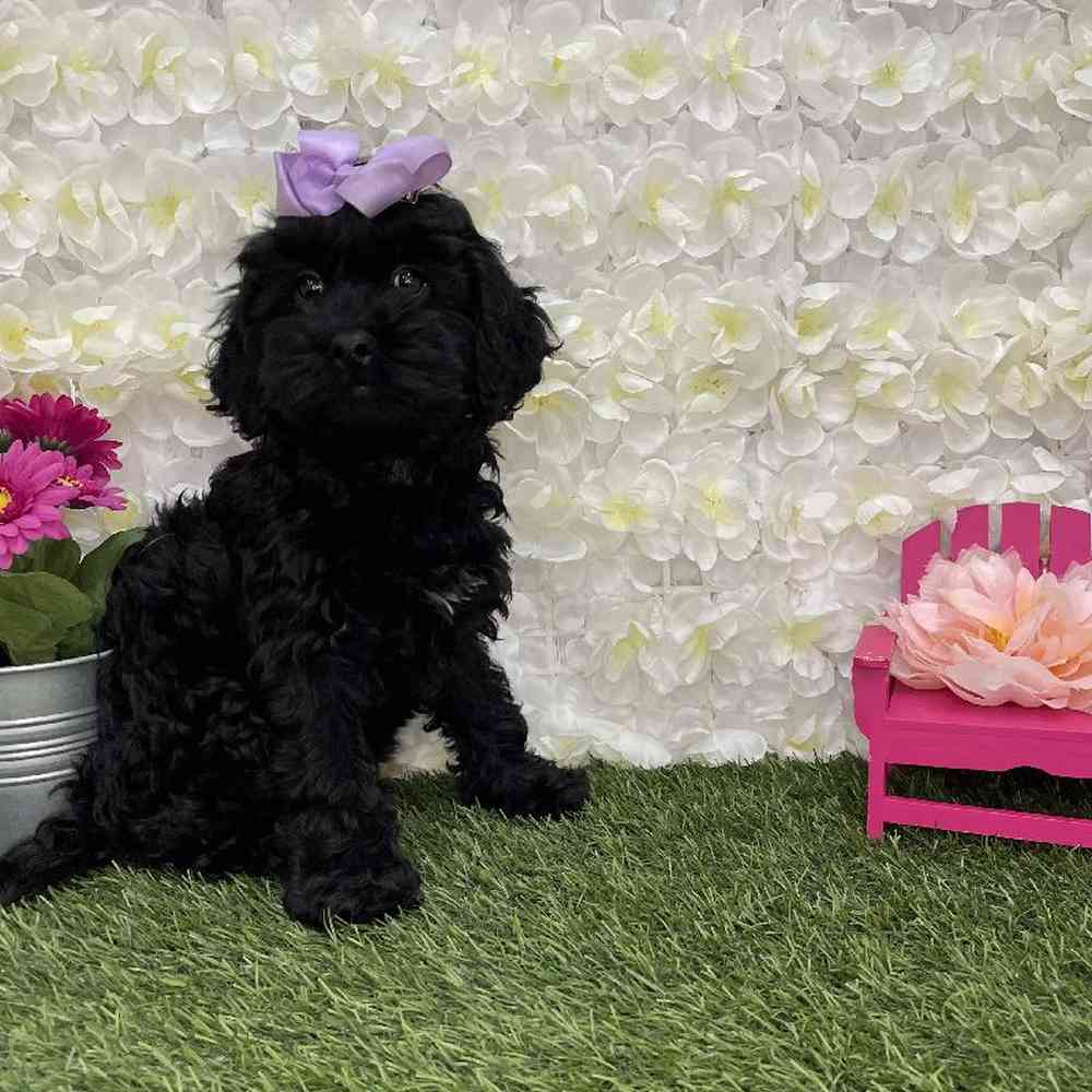 Female Cockapoo Puppy for Sale in Braintree, MA