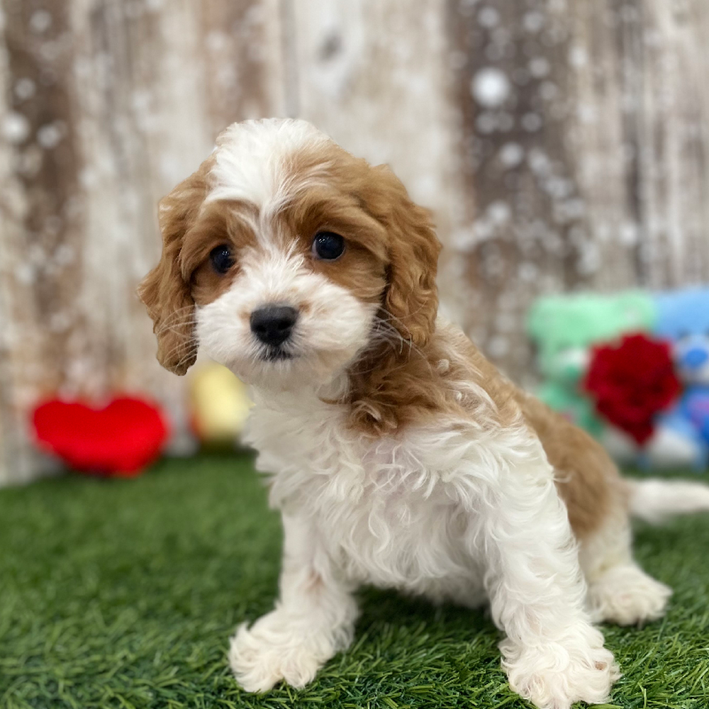Female Cavapoo Puppy for Sale in Braintree, MA