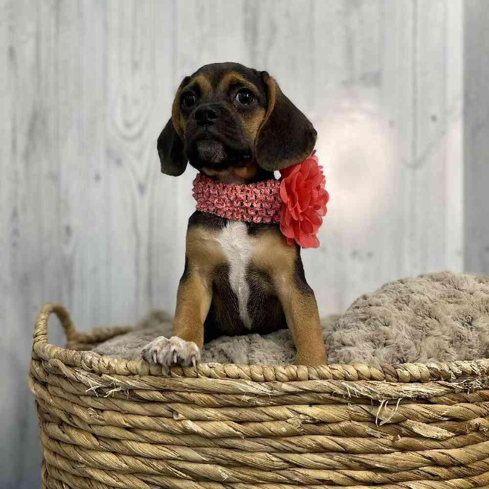 Female Puggle Puppy for sale