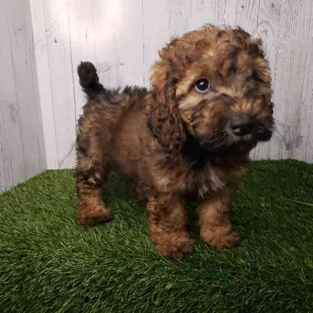 Male Mini Goldendoodle 2nd Gen Puppy for sale