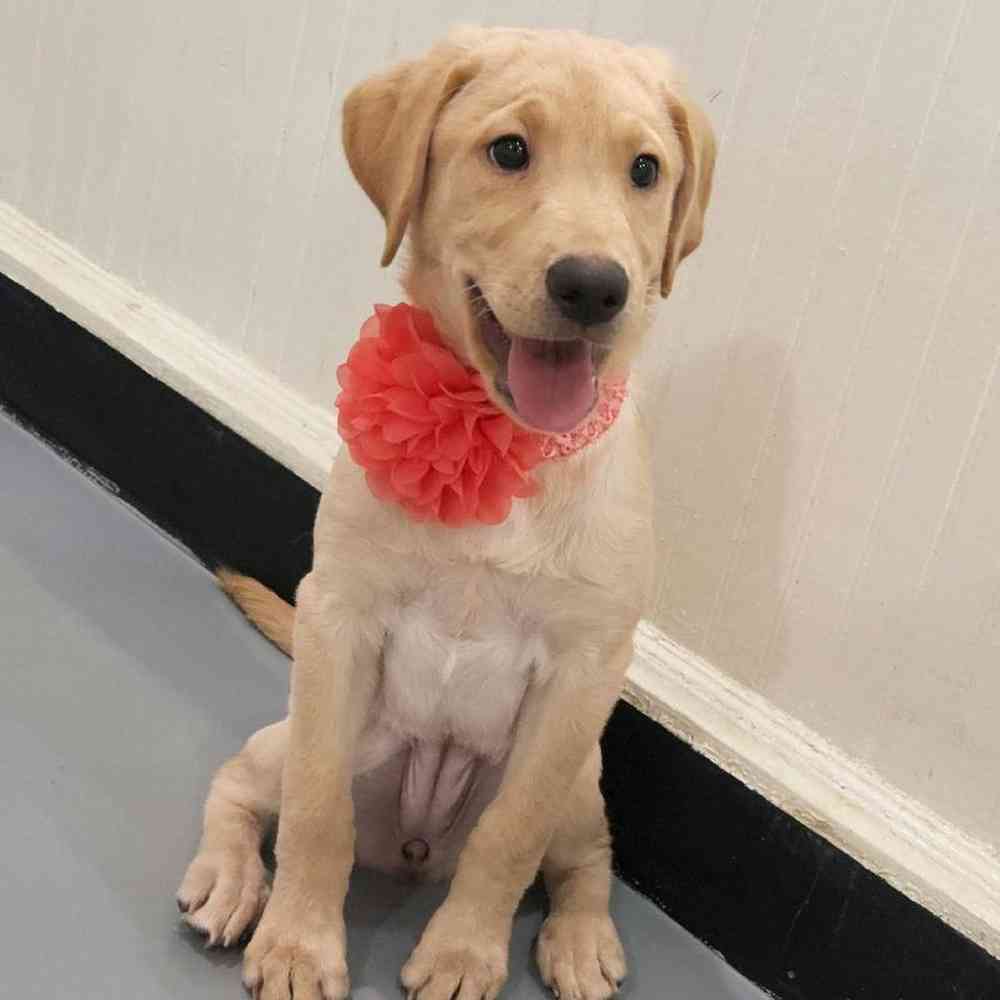 Female Labrador Retriever Puppy for sale