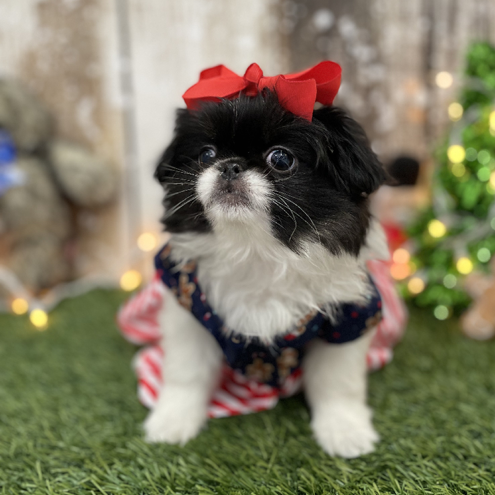 Female Japanese Chin Puppy for Sale in Braintree, MA