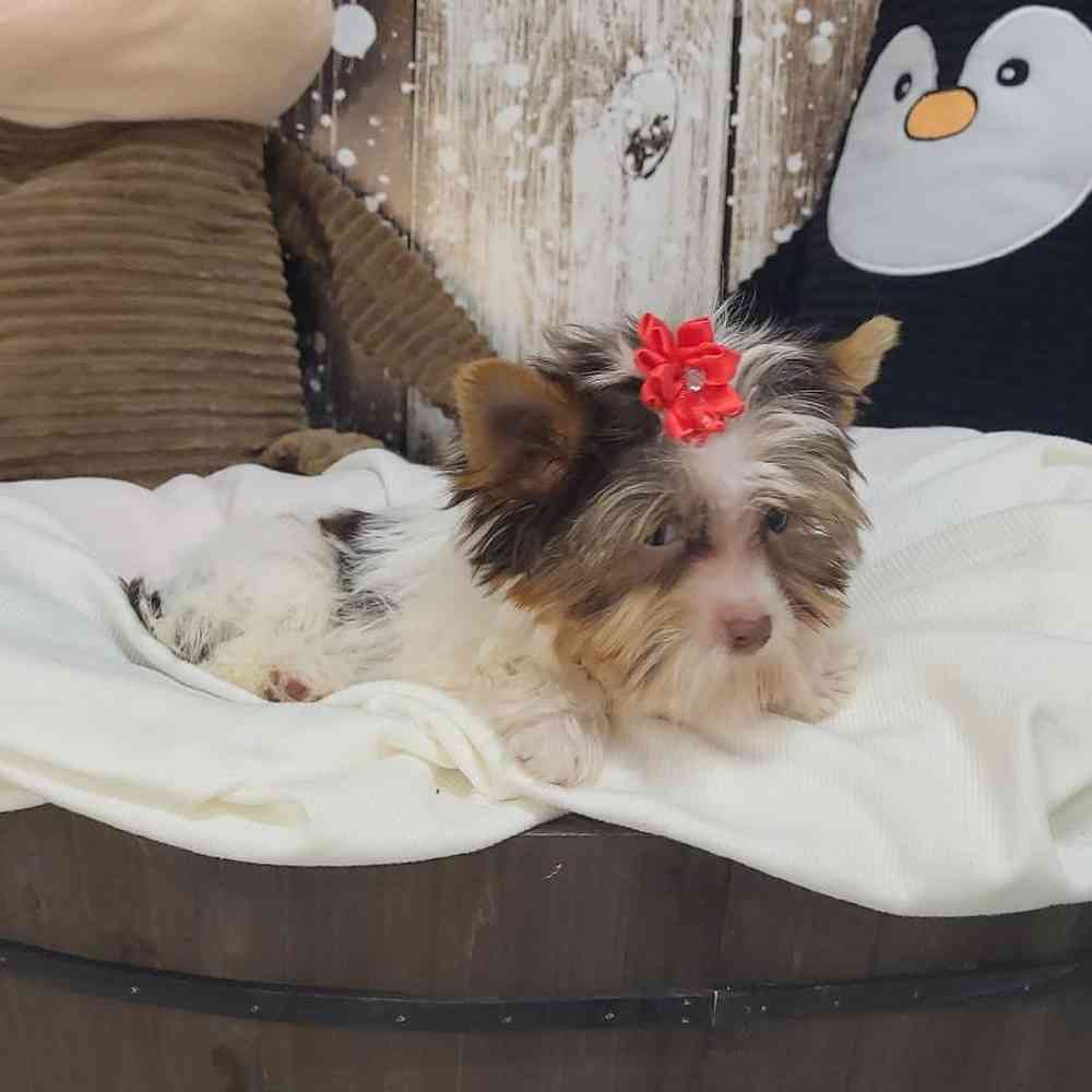 Female Yorkshire Terrier Puppy for Sale in Saugus, MA