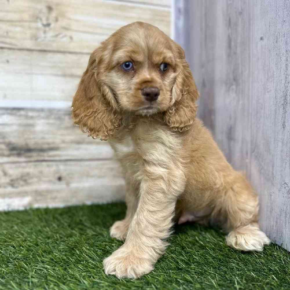 Male Cocker Spaniel Puppy for Sale in Saugus, MA