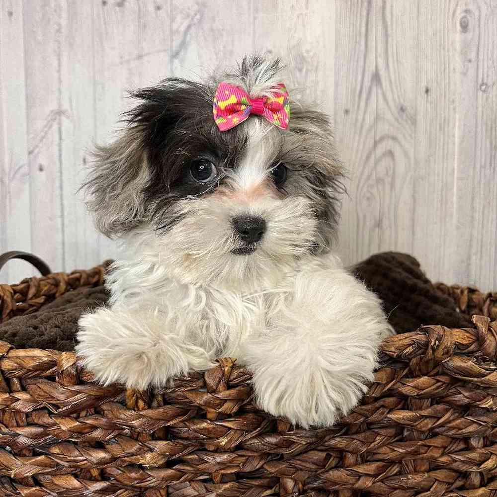 Female Shih-Poo Puppy for Sale in Saugus, MA