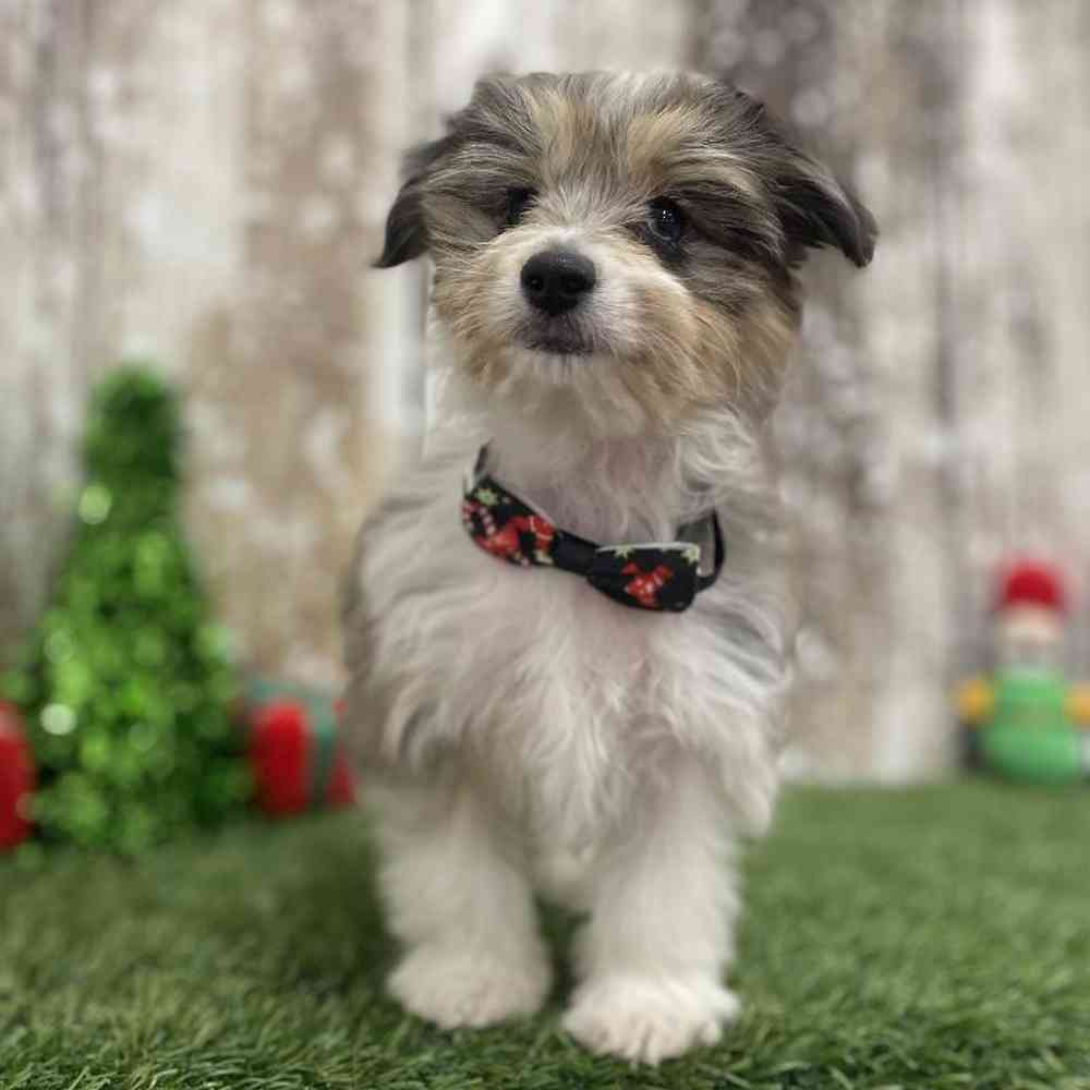 Male Aussiechon Puppy for Sale in Braintree, MA